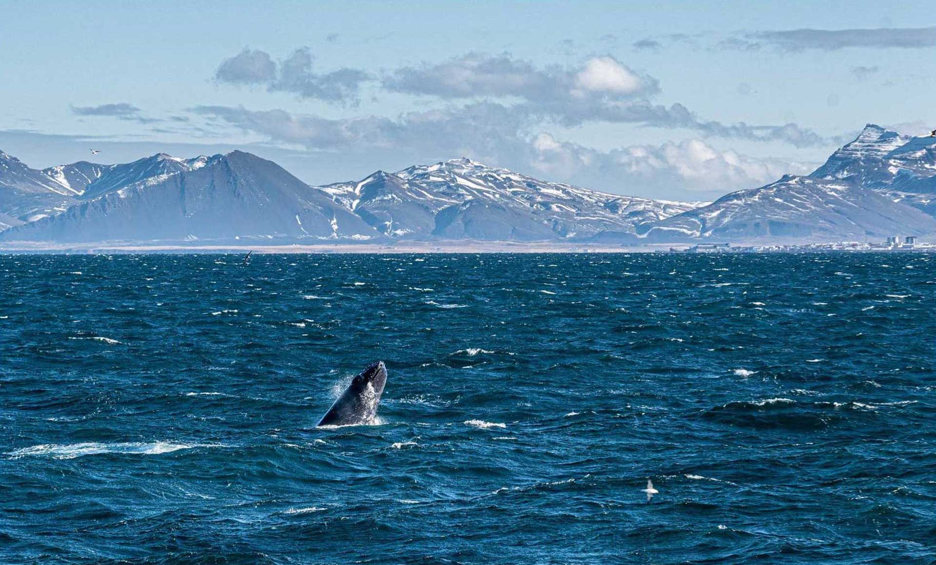 chris-photo-baleine_1920px